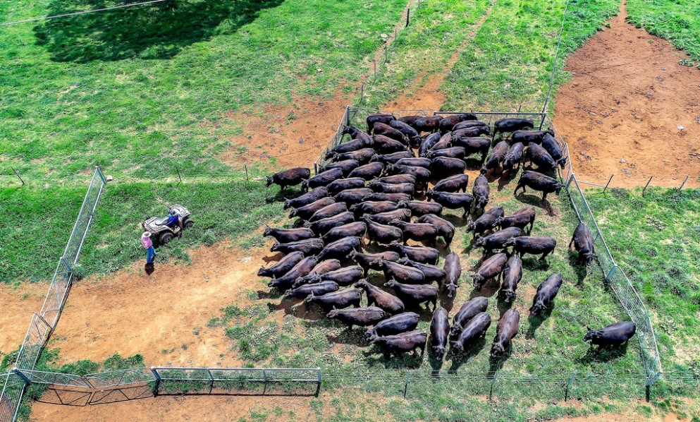 Competitor watch: Drought impact sees US young cattle prices hitting nine-year highs