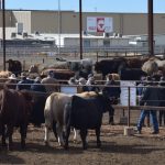 Barcaldine beef forum speakers push for climate neutral measure | Queensland Country Life