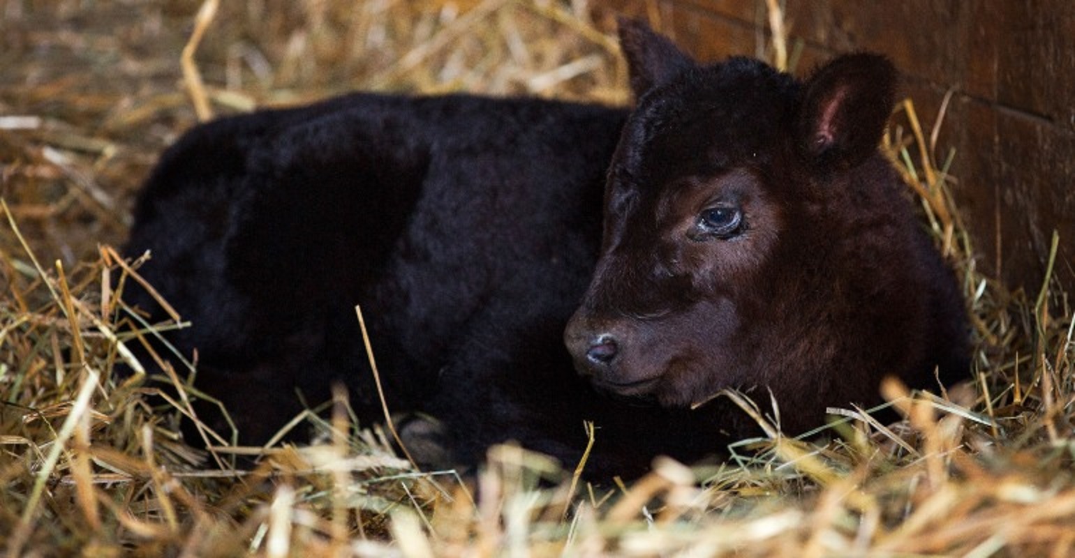 Overhaul your thinking when it comes to dairy-beef cross cattle