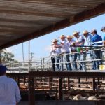 Pasture dieback, pasture rundown, land condition decline focus of NABRC research | North Queensland Register