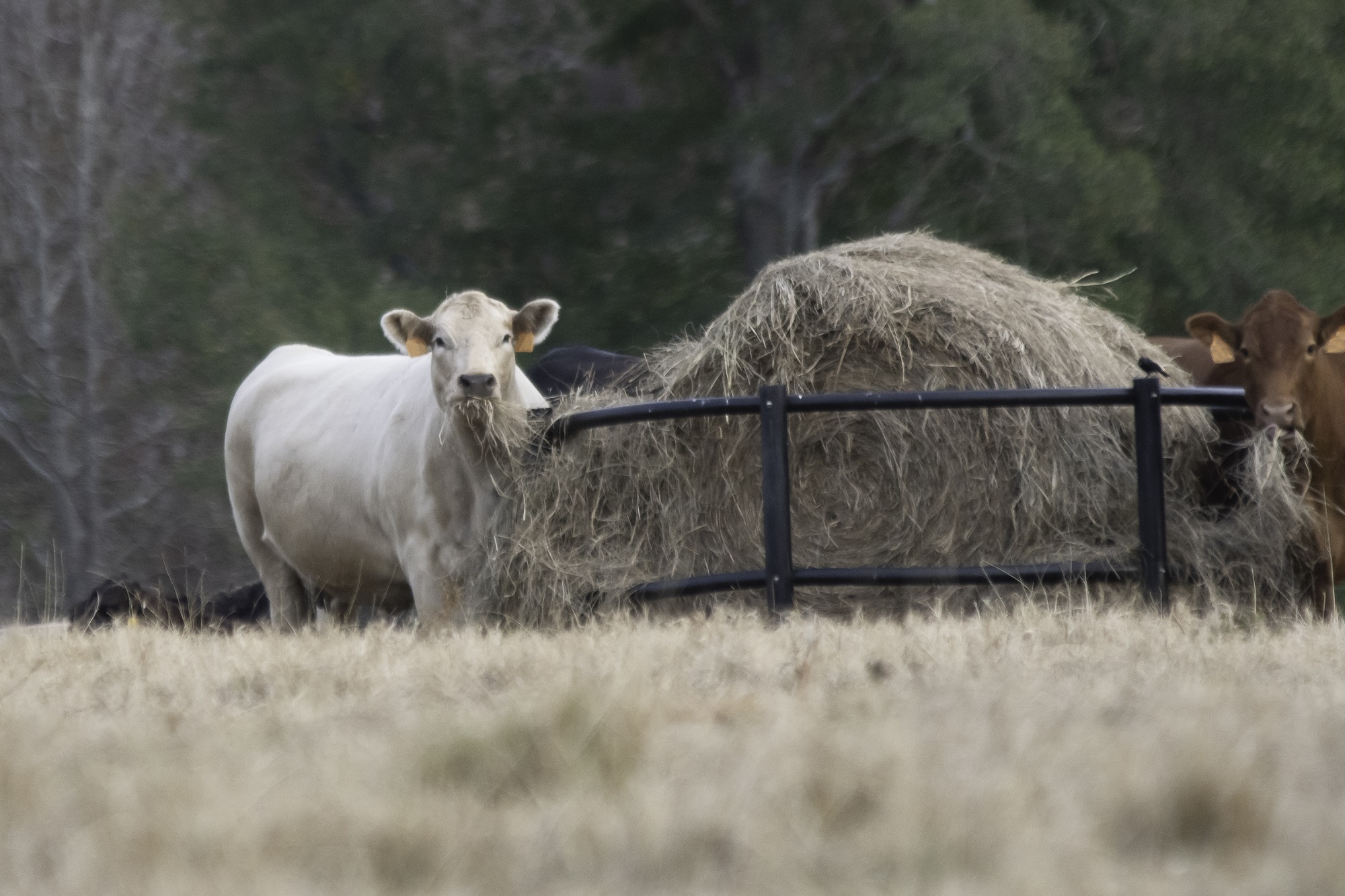 Are you ranching for practice or profit?