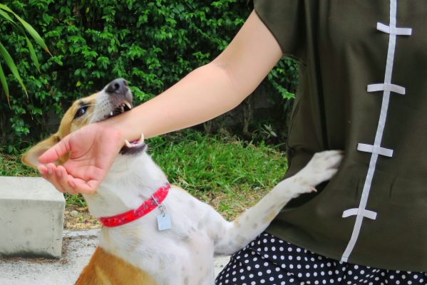 How to stop a dog biting and nipping, by award-winning trainer Ben Randall