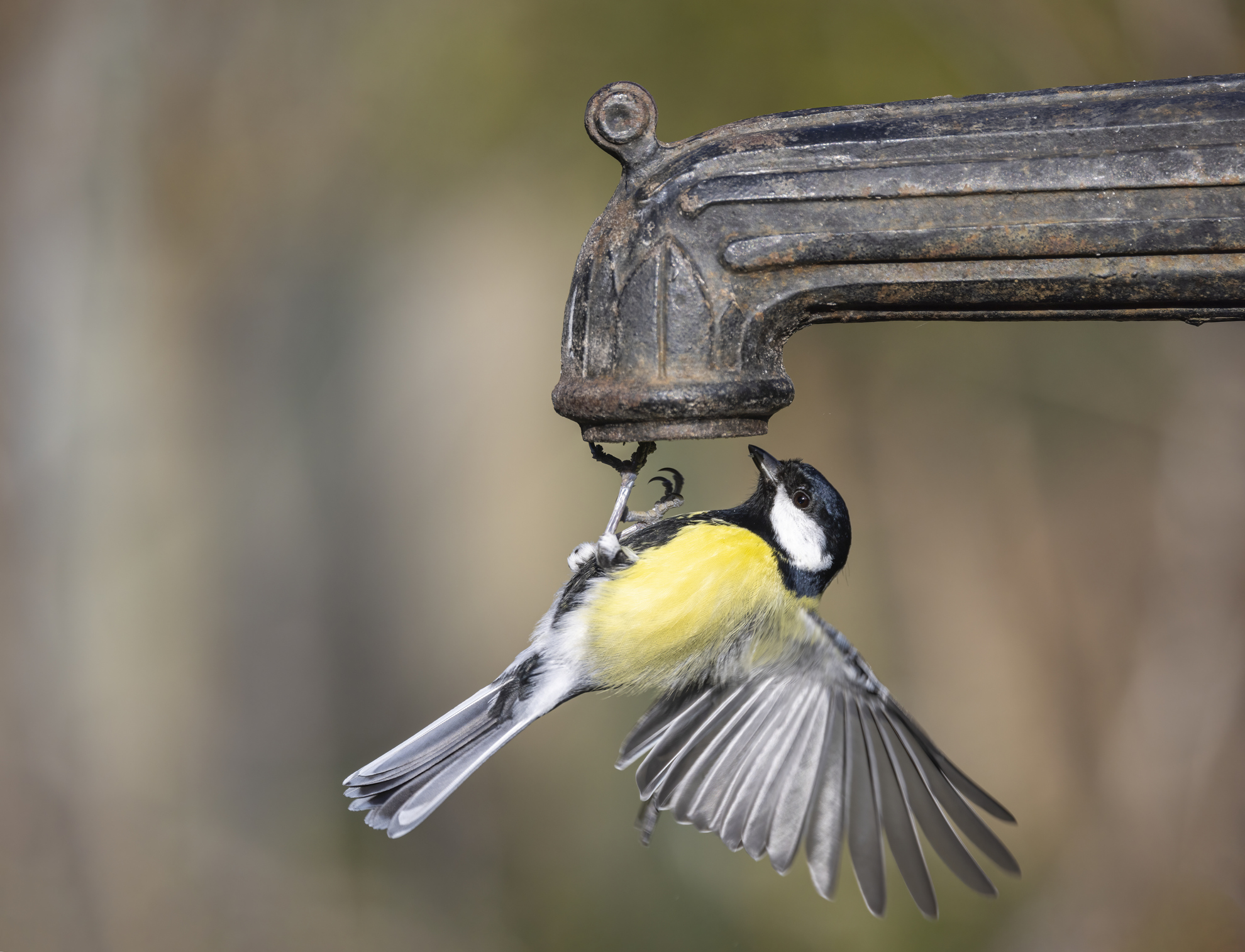 How to tell a blue tit from great tits, coal tits and the rest of Britain’s tit population