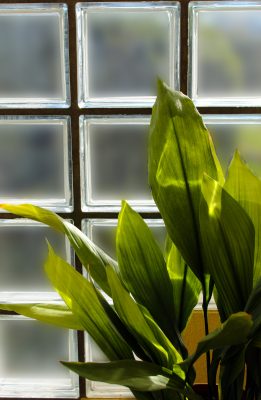 Curious Questions: Will the aspidistra ever fly again?