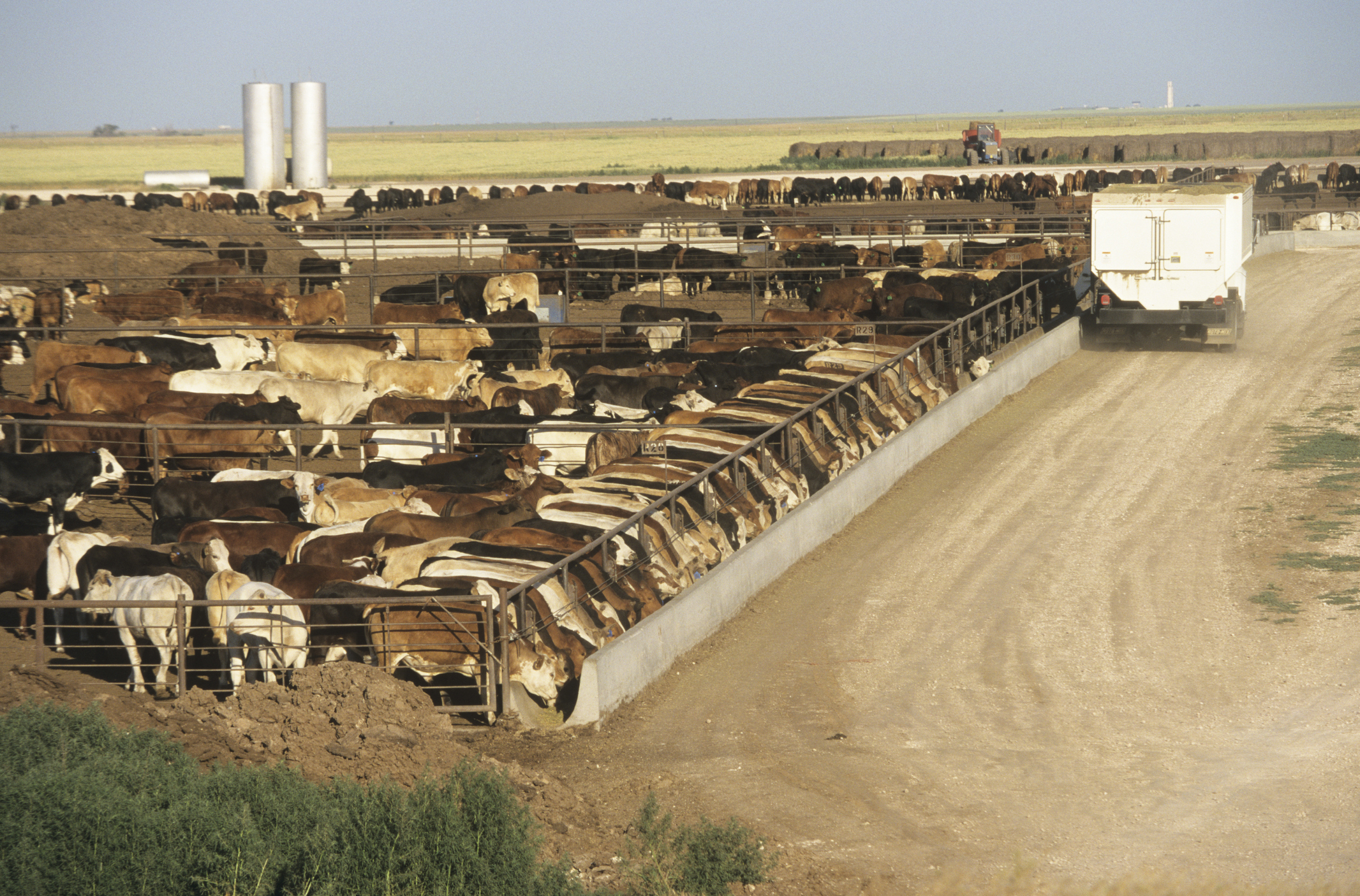 Feedlot placements surprise the market