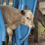 OTC antimicrobials used for animals transition to prescription status