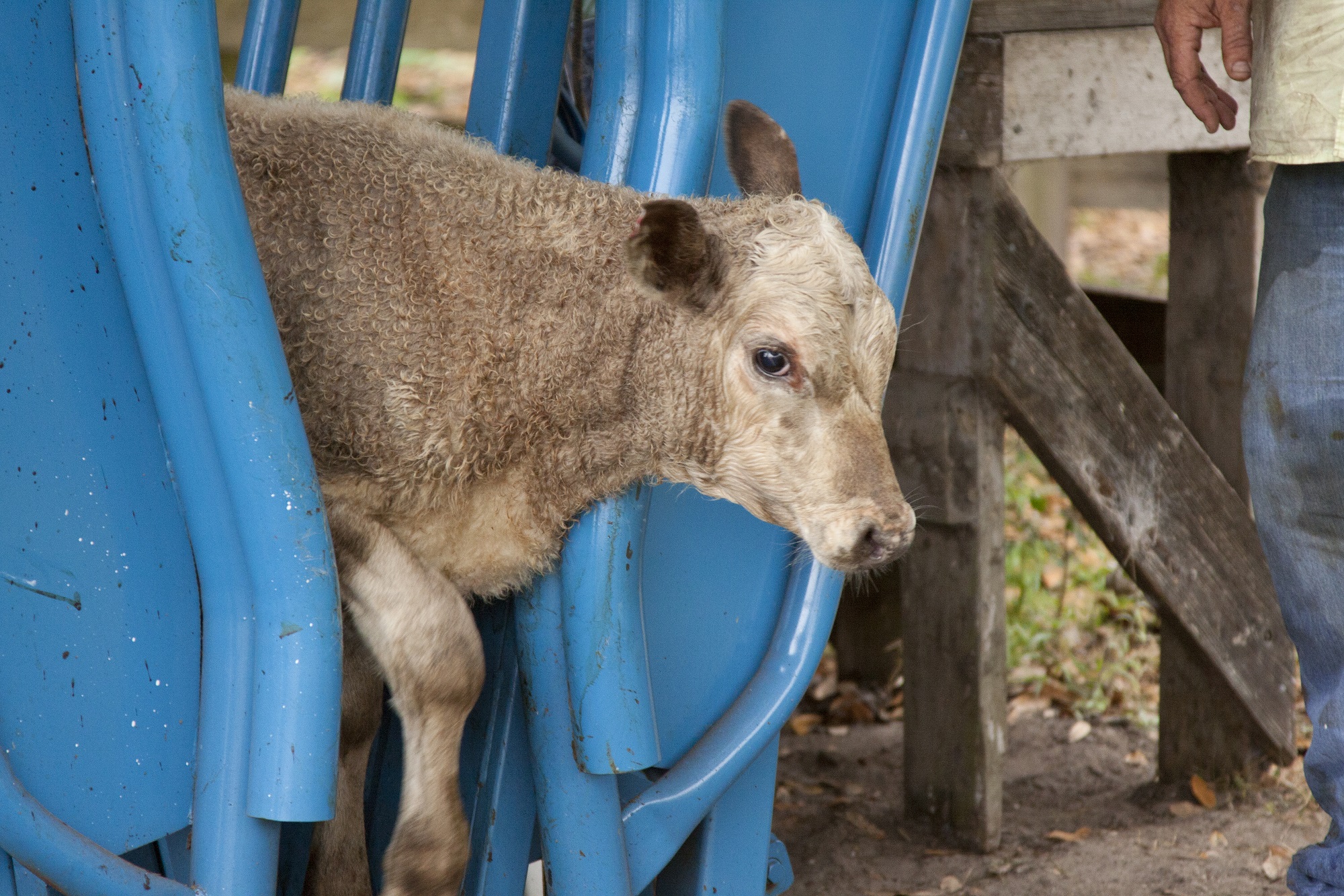 Making cattle handling facilities work