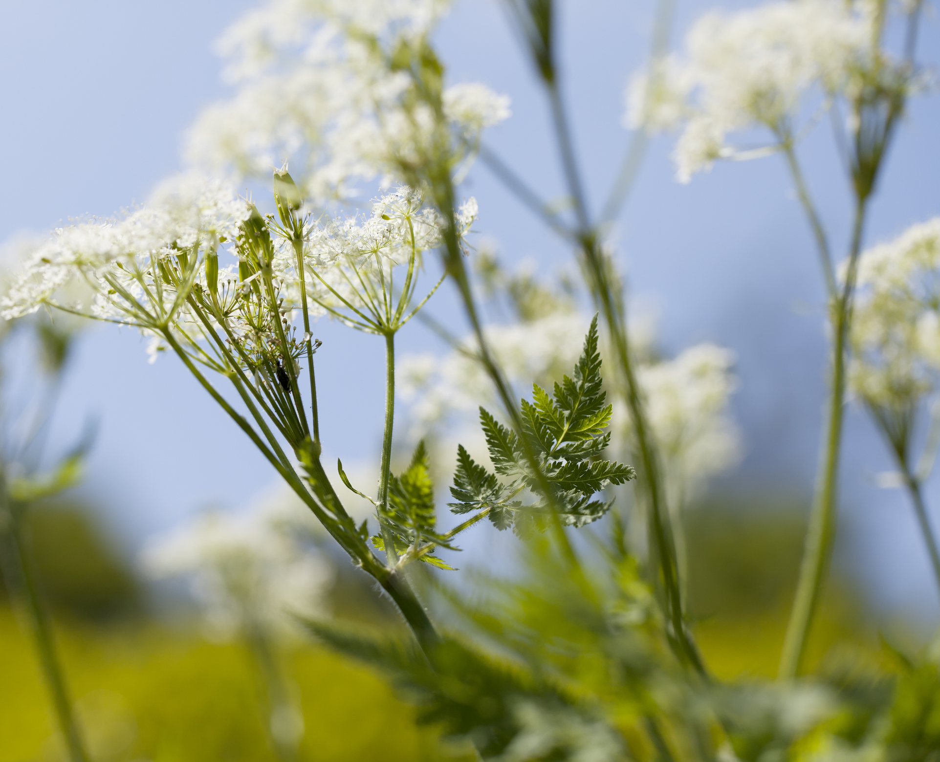 Sweet cicely: A delightful plant with a scent that’s ‘a gorgeous coming together of fennel, liquorice and star anise’