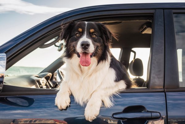 How to keep your dog calm in the car, by top trainer Ben Randall