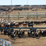 Beef seedstock, commercial producer award finalists announced