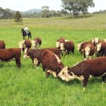 Herefords win in RNA Paddock to Palate weight gain phase