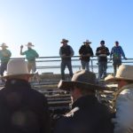 Heifers sell to dearer trend at Wodonga