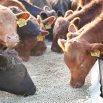 Cattle markets: Is it time for a new lesson?