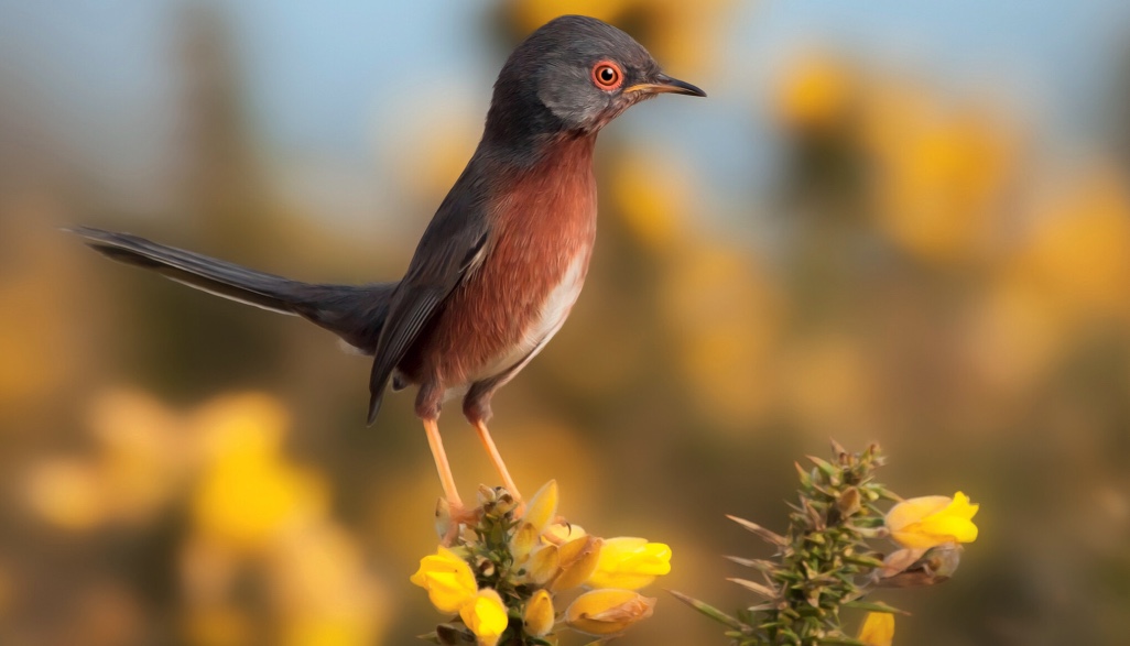 The centuries-old grudge over the name of the tiny Dartford warbler