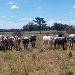 Lachlan View, Kelvin offer productive alluvial soils, reliable irrigation