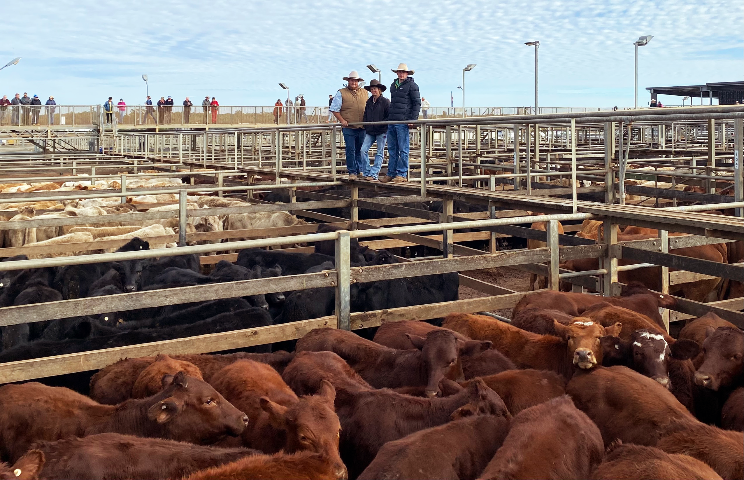 Roma sale 27 June 2023: Weaner turnoff lifts yarding to 8330