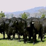 ARS researchers seek to reduce U.S. cattle fever tick population