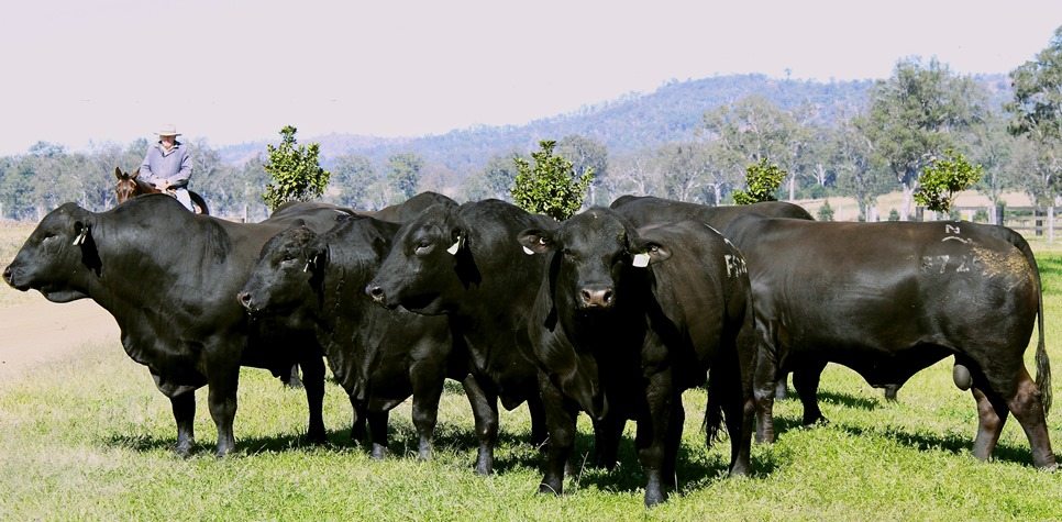 Objective Bull Assessment – a quick refresher