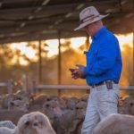 Yearling steers 167kg make 315c/$525 at Mareeba | North Queensland Register