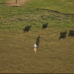 Feed efficiency of Brahman steers: From feed to steak