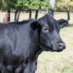 USDA hosting June listening sessions on Cattle Contracts Library