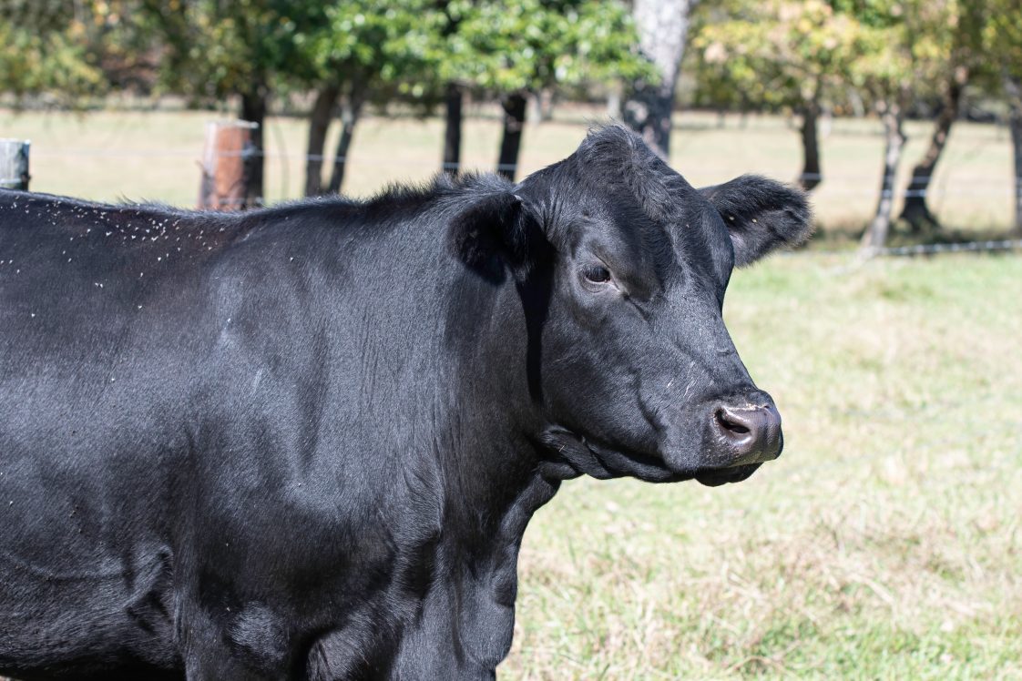 Controlling horn flies in cattle: Is garlic the answer?