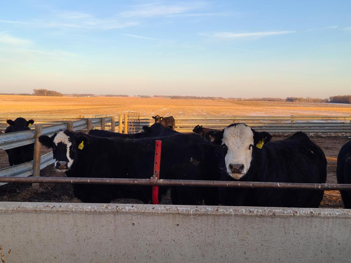 SDSU Extension encourages attending SD Cattlemen’s feedlot tours