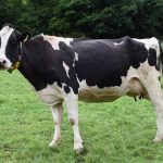 Bull progeny from pre-1997 brings new genetic benefits to light