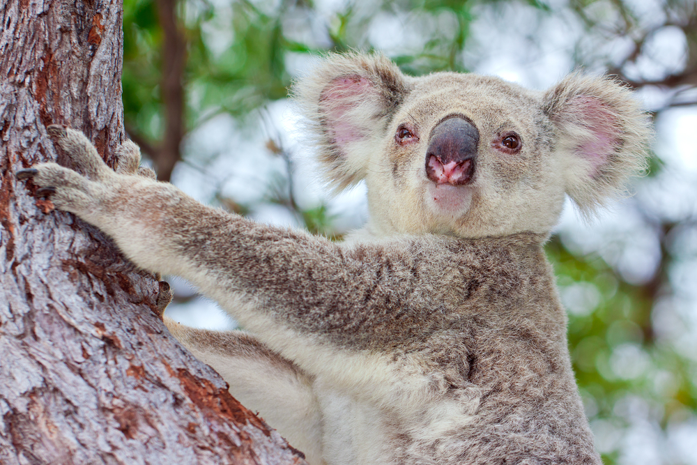 Why some of the largest and healthiest koala populations are found in cattle grazing areas