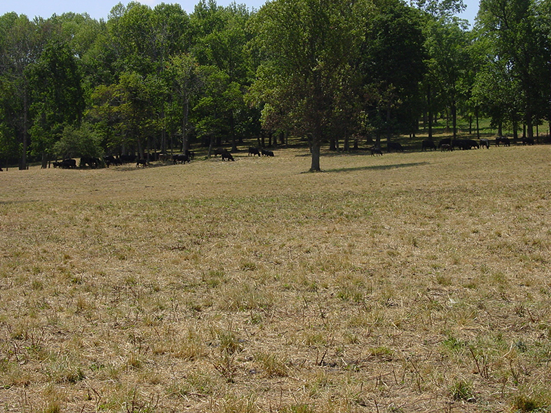 Experts seek to mitigate effects of dry weather on cattle feeding