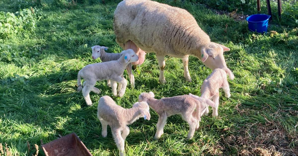 Not one, not two, but quintuplet lambs born from White Suffolk ewe