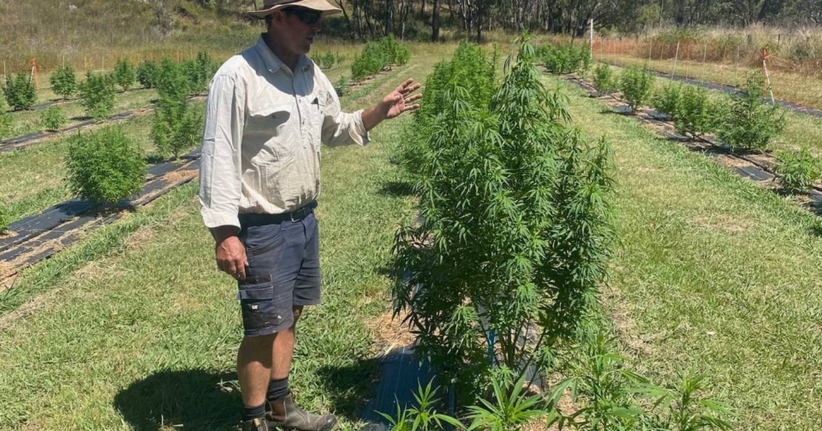 'It's a lovely existence': Hemp farming provides idyllic lifestyle for tree changers