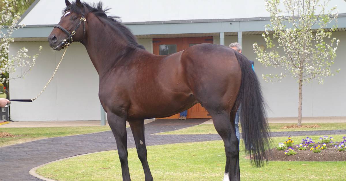 Popular Coolmore stallion passes