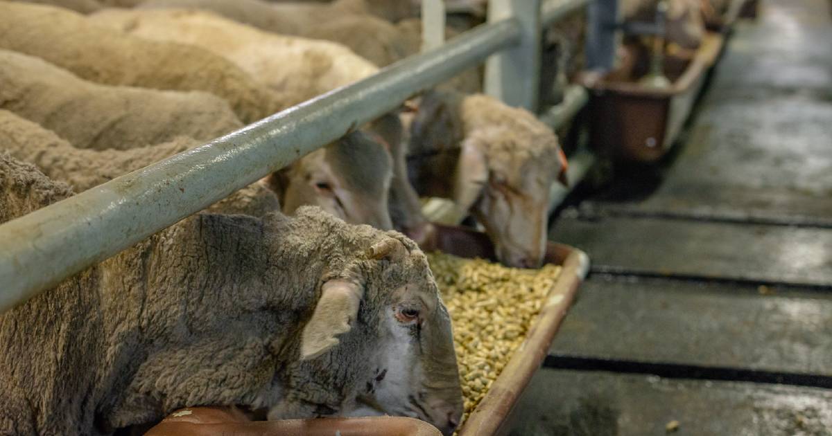 Live sheep export phase out is not necessary: Liz Jackson | Farm Weekly