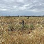 Charbray steers sell for $1150 at Eumundi | Queensland Country Life