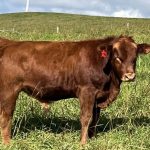 Beef steers top Elders Boyanup Special Feeder Cattle sale at $1787 | Farm Weekly