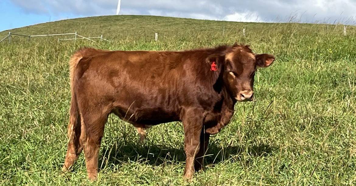 Ravenshoe Gelbvieh stud tops new on-farm show competition | North Queensland Register