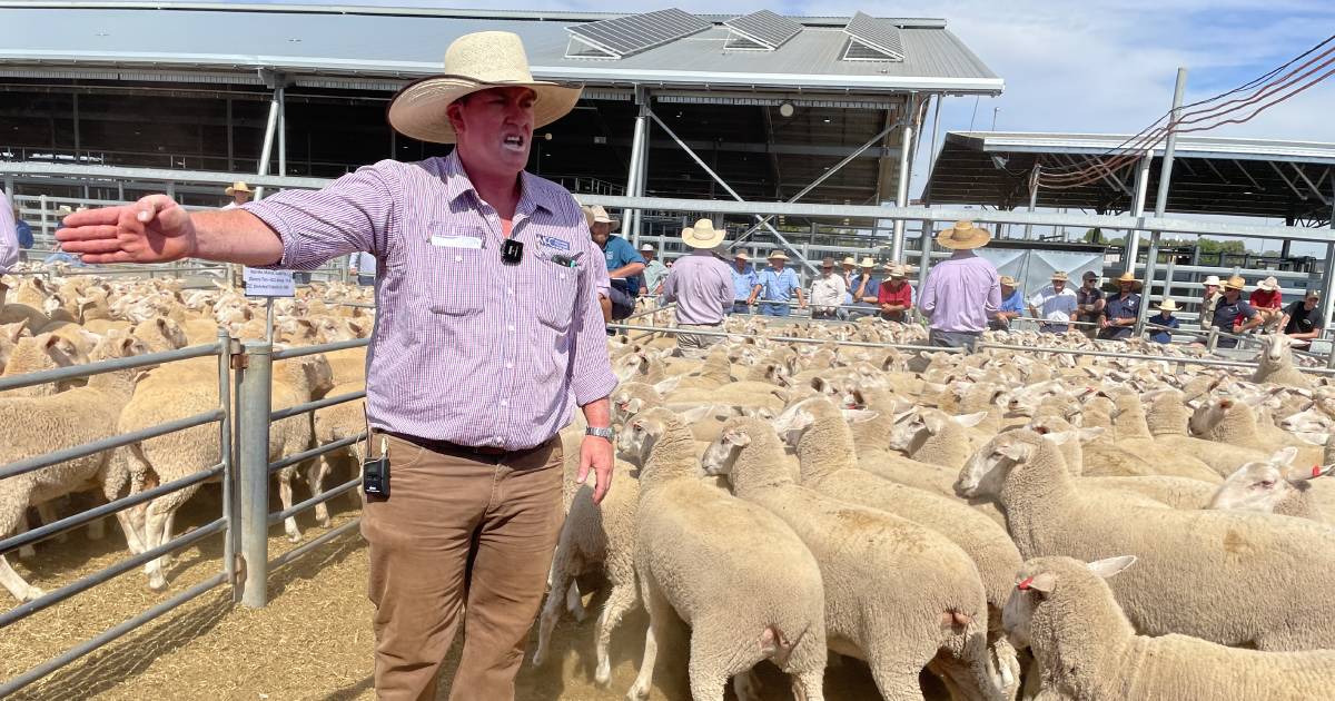 Mutton supply set to rise