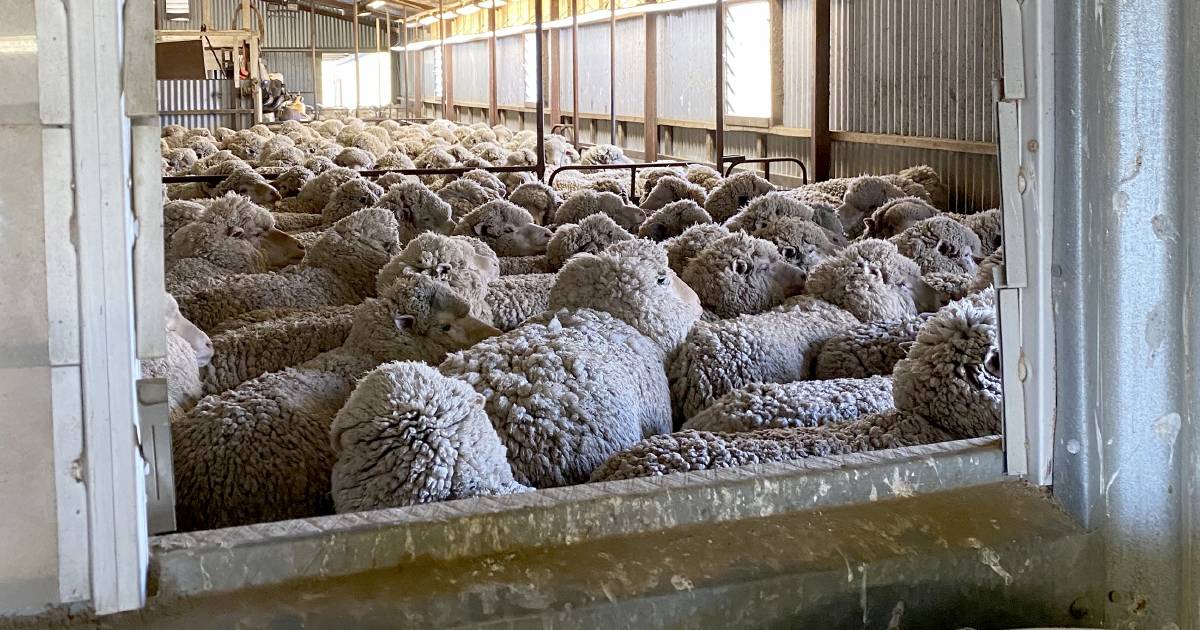 Wool platform a great outcome: AWI | Farm Weekly