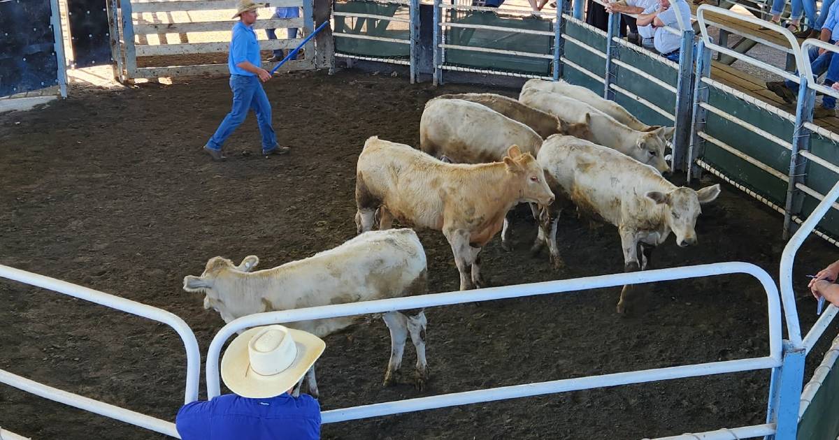 Heavy cattle hold firm while lighter cattle slip at Grafton