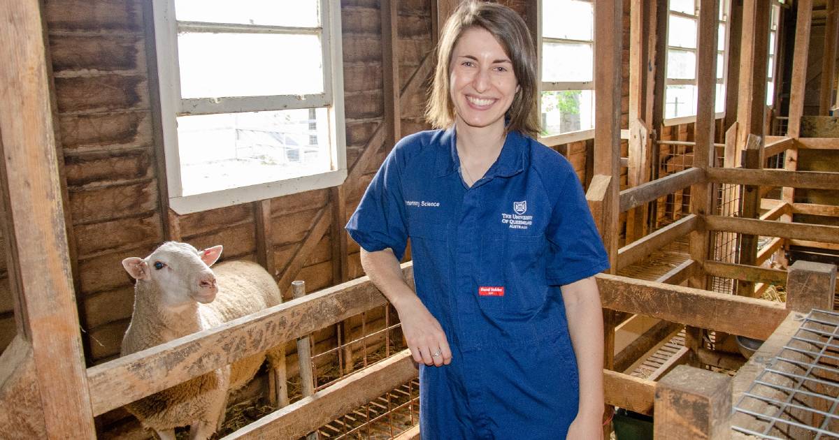 Improved sheep insemination could be a breakthrough for the industry