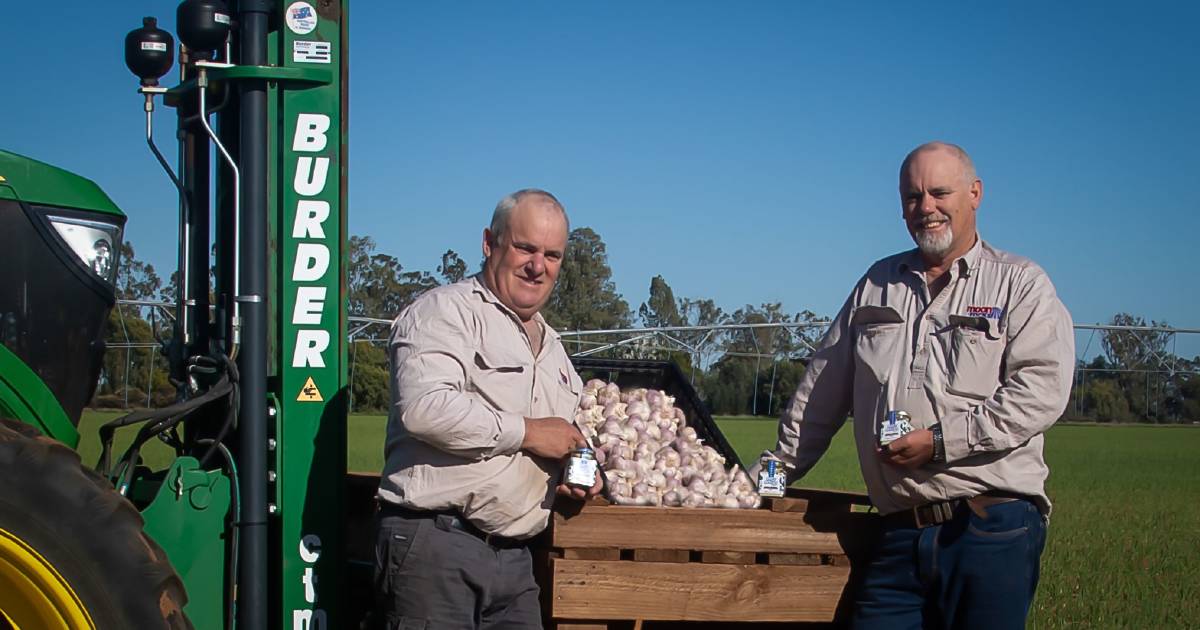 Not new | Health benefits of garlic date back thousands of years | Queensland Country Life