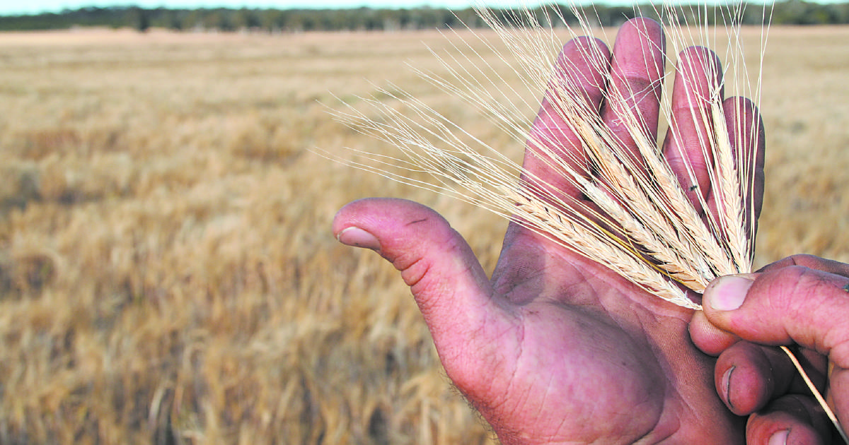 CBH urges growers to use Paddock Planner to submit harvest estimates | Farm Weekly