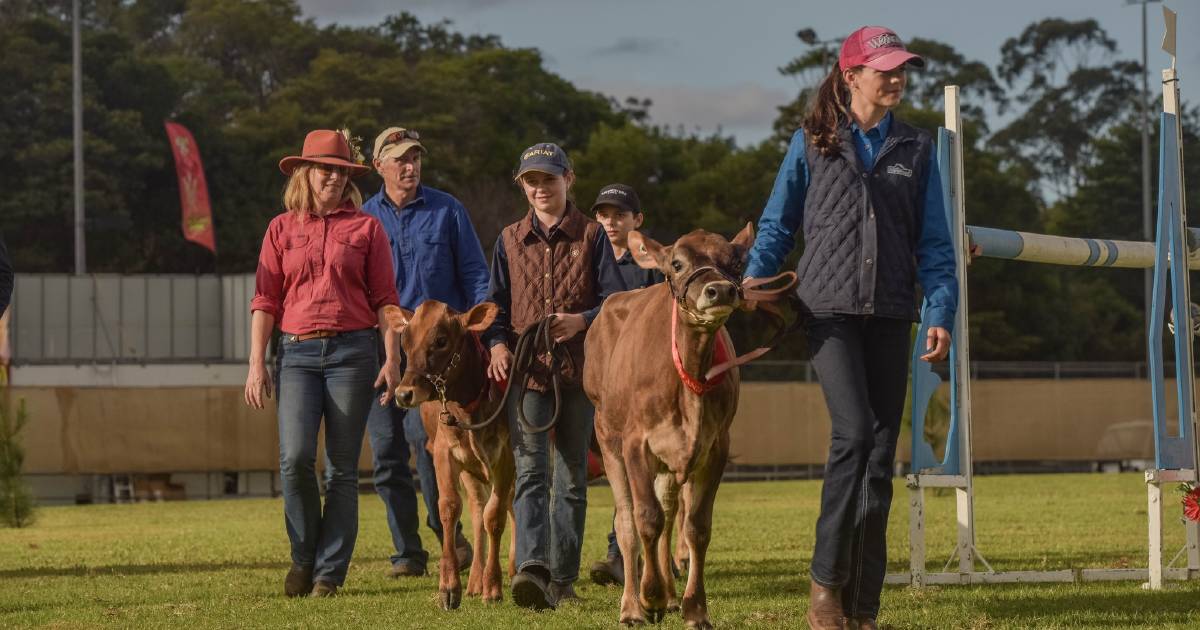 Maleny sees solid dairy and stud cattle numbers | Queensland Country Life