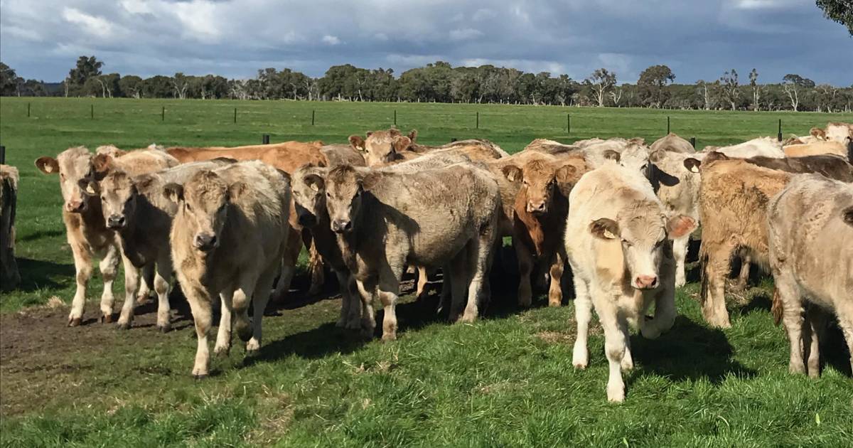 Elders to host Super Store cattle sale at Boyanup saleyards | Farm Weekly