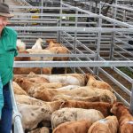 Charbray steers sell for $1150 at Eumundi | Queensland Country Life