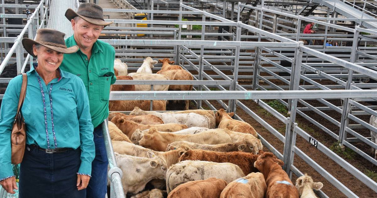 Gracemere weaner and feeder sale attracts biggest yarding in more than 30 years