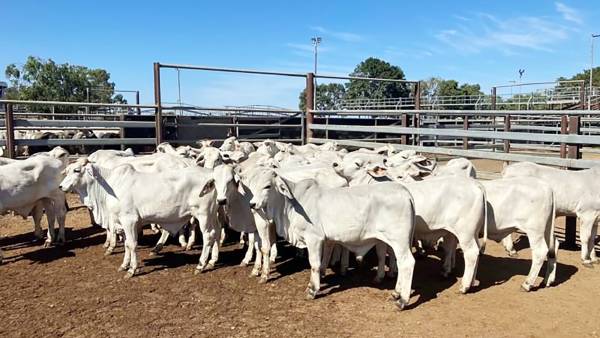 Brahmans go better at Charters Towers sale