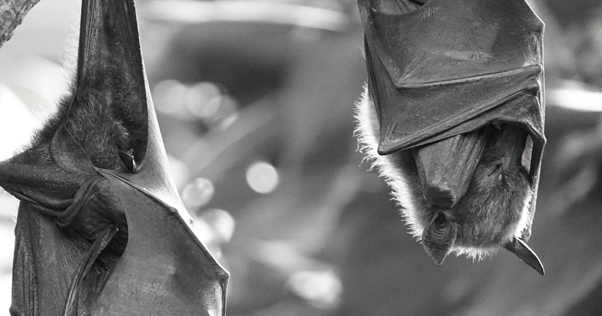 Over 5000 little red flying-foxes arrive in Charters Towers