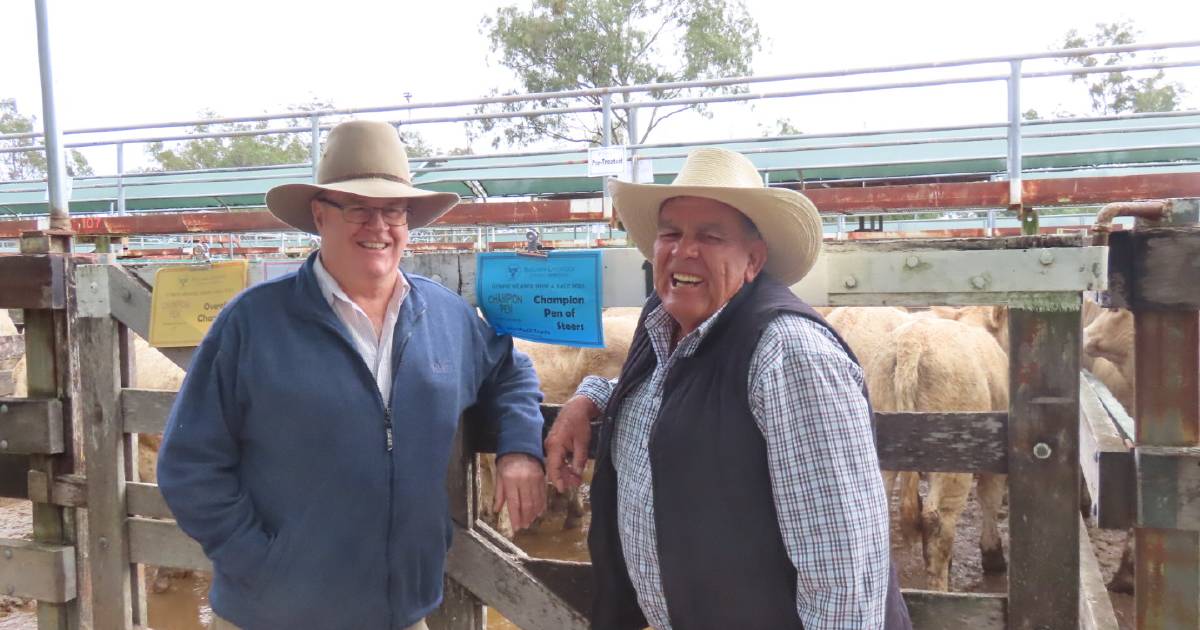 Choice Charbrays at Gympie weaner sale